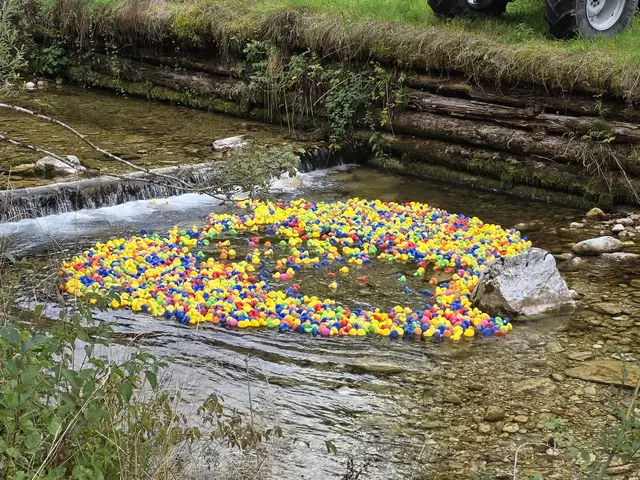 Badefreuden im Mendlingbach: 2.000 Plastikenten stürzten sich wild entschlossen ins kühle Nass. | Foto: Gerald Bachner