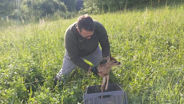 Wärmebildkameras sollen Rehkitze schützen. | Foto: ARGE-Almdrone