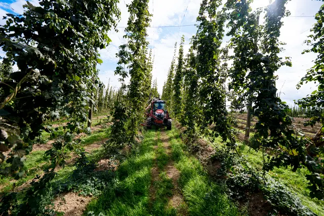 Hopfenernte in Marbach am Walde  | Foto: Tobi Rudig für Bierwerkstatt Weitra