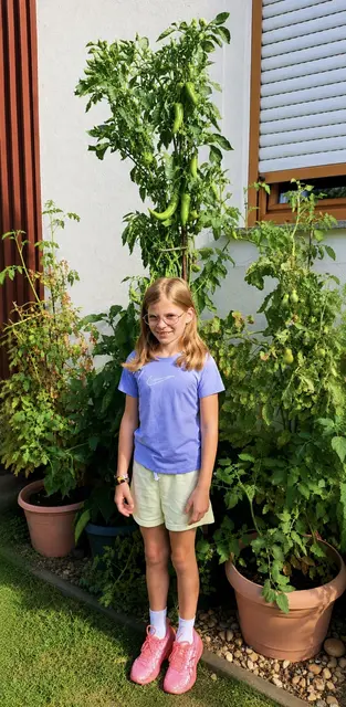 Im Frühjahr hat Elli Lang aus Gabersdorf ein kleines Paprikapflänzchen gesetzt. Über den Sommer ist daraus eine stattliche Pflanze von 2,05 m gewachsen - mit vielen köstlichen Paprikas dran. Ein schöner Beweis, was mit Sonne, Wasser und Geduld möglich ist. Über den besonders grünen Daumen ihrer Oma freut sich auch die neunjährige Enkelin Alina. | Foto: Elli Lang