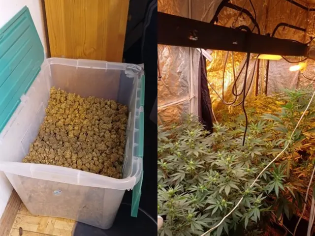 Ein starker Cannabisgeruch machte die Polizei auf eine Wohnung in der Kopernikusgasse aufmerksam. Bei der Durchsuchung wurden 30 Pflanzen und etwa 1,7 Kilogramm Cannabiskraut sichergestellt. | Foto: LPD Wien/Fotocollage