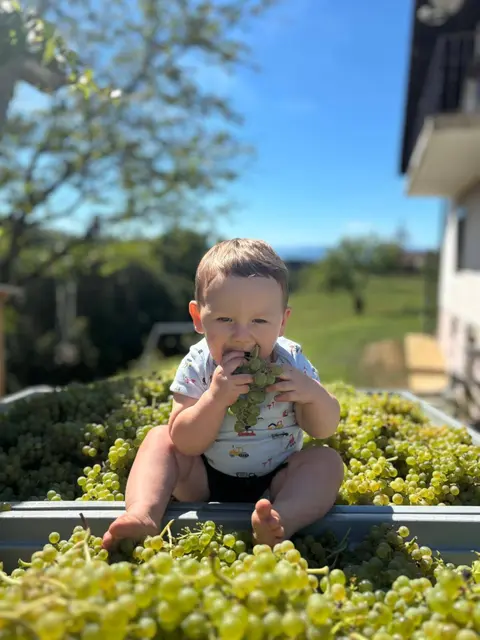 Herbst in der Südsteiermark: Enkerl Luca Pölz hilft seinem Opa in Rettenberg in der Gemeinde St. Andrä-Höch fleißig bei der Weinlese und testet gleich den Zuckergehalt in den Trauben. | Foto: Manfred Passat