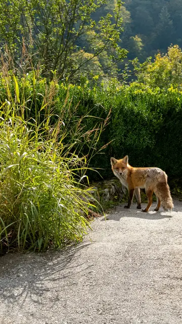  Von 18. bis 21. September lädt der Naturschutzbund Österreich zur „Urban Nature Quest 2026“ ein.  | Foto: unsplash / George Nifakos