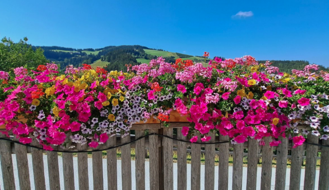 Beim Blumenschmuckbewerb konnte Heilbrunn als schönste Katastralgemeinde fünf Floras erzielen.  | Foto: Blumenschmuckteam