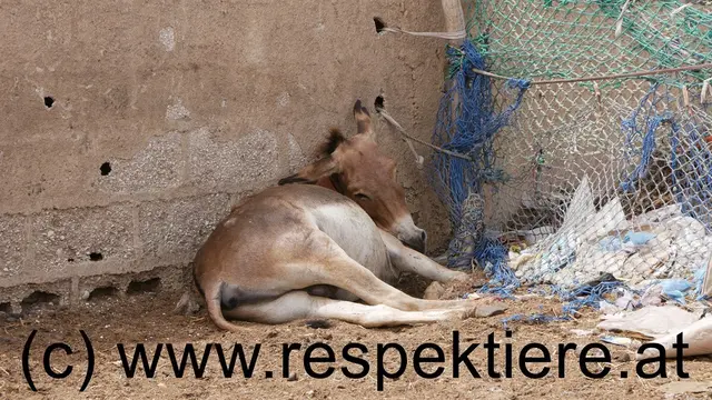 Foto: Verein RespekTiere