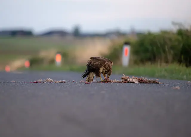„Street Food“ im Thayaland: Regionaut Markus Pufler aus Waidhofen/Thaya hielt einen Greifvogel bei der Nahrungssuche am Straßenrand fest. | Foto: Markus Pufler