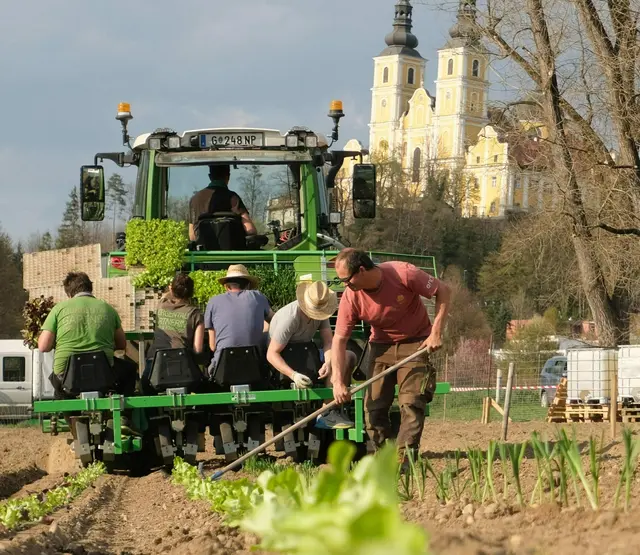 Das Prinzip der Morgentau-Gärten: Auf vorbereiteten Parzellen mitten in dicht besiedelten Wohngebieten bauen Hobbygärtnerinnen und -gärtner hochwertiges Bio- und Demetergemüse selbst an – mit professioneller Begleitung.  | Foto: Morgentau