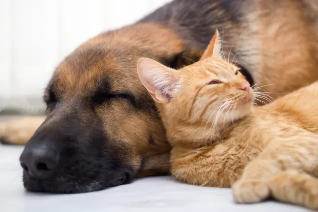 Katze kuschelt mit einem Schäferhundp