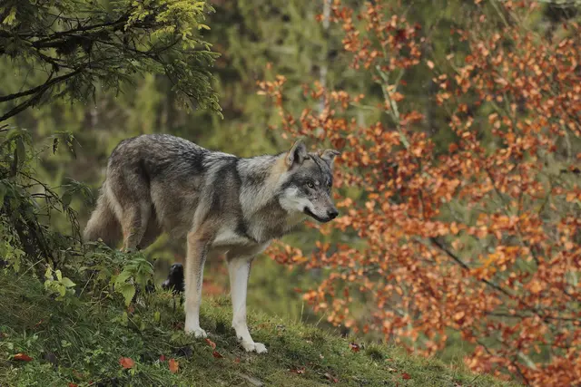Eine Boku-Studie zeigt erstmals für ganz Österreich, wo geeignete Wolfslebensräume und ein erhöhtes Risiko für Nutztierrisse zusammentreffen. (Symbolbild) | Foto: Josef Limberger