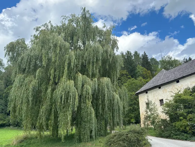 Hier ging es vorbei am Schloß Pichlhofen. | Foto: Astrid Wieser
