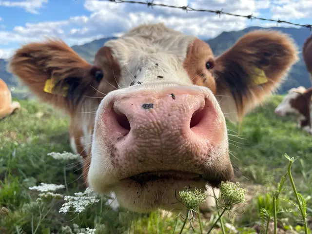 Im Sommer kommt man an zahlreichen Kühen vorbei. | Foto: Astrid Wieser