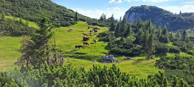 Ein wahres Paradies: Pferde beim Grasen auf der Schneealm.  | Foto: Holzer