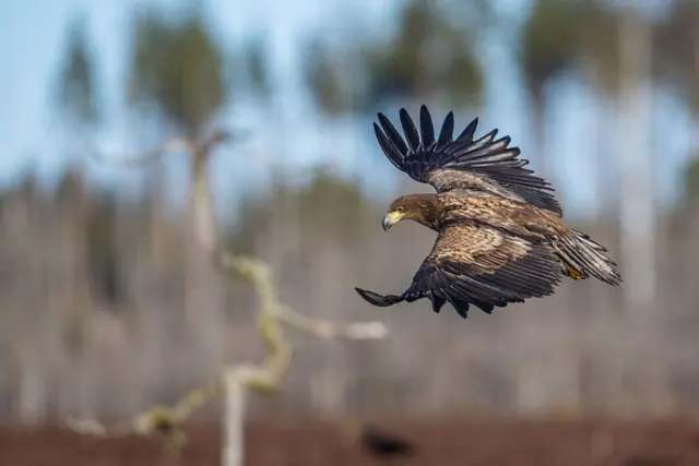 Das Waldviertel ist Greifvogel - Hotspot, die Hälfte aller Seeadler fühlt sich hier wohl. | Foto: Ola Jennersten