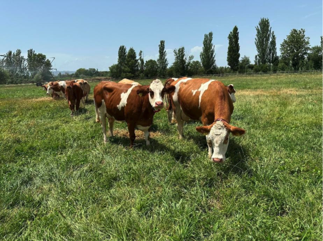 Österreichische Fleckviehkühe weiden auch in Galizien. | Foto: genetic Austria
