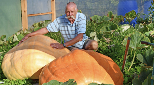 Zwischen 200 und 250 Kilogramm bringen die Kürbisse von Gottfried Kaar aus Lasberg heuer auf die Waage. | Foto: Erwin Pramhofer
