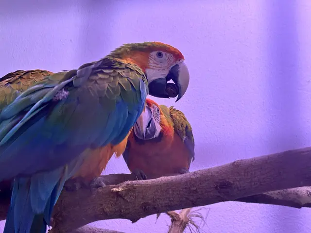 Tierische Vielfalt erwartete die Besucher bei der Kleintierschau in Sollenau.