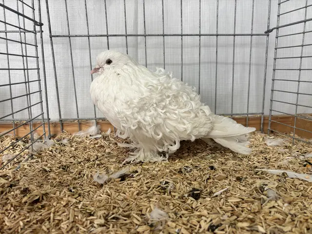 Diese ungewöhnlich aussehende Taube zog bei der Kleintierschau so manchen neugierigen Blick auf sich.

