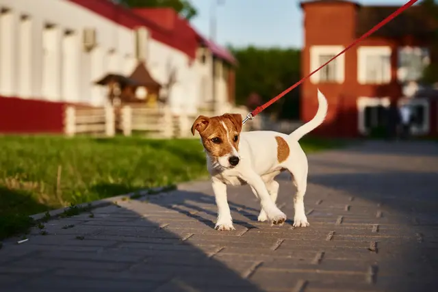 Der 57-jährige Fußgänger überquerte in der Langstraße gemeinsam mit seinem Hund die Straße, als es zum Zusammenstoß mit einem Pkw kam.(Symbolfoto) | Foto: stock.adobe.com/at/Lazy_Bear 
