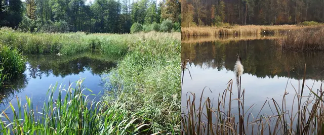 So sahen die Teiche ursprünglich aus. Links der kleinere südliche und rechts der nördliche große Breitriegelteich. | Foto: W. Preitler