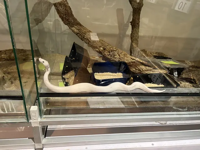Ein 40-jähriger Burgenländer hat 55 Reptilien im Hinterzimmer einer Druckerei gehalten, darunter war diese Schlange.  | Foto: BMF/ZAÖ