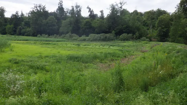 Zur Zeit ist der Teich vollkommen trocken und zugewachsen.  | Foto: W. Preitler