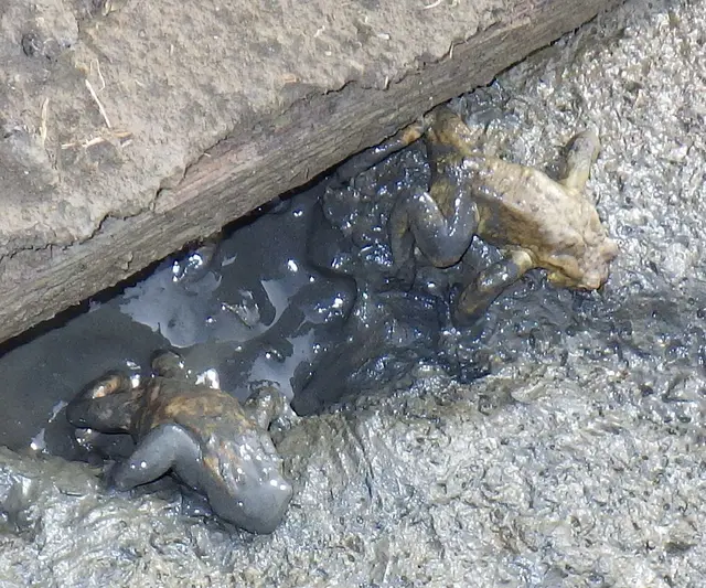 Im Frühjahr 2025 fanden die Erdkröten nur mehr Schlamm vor, und verendeten.  | Foto: W. Preitler