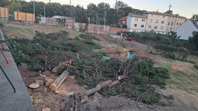 Die Bäume wurden mittlerweile entfernt.  | Foto: z.V.g.