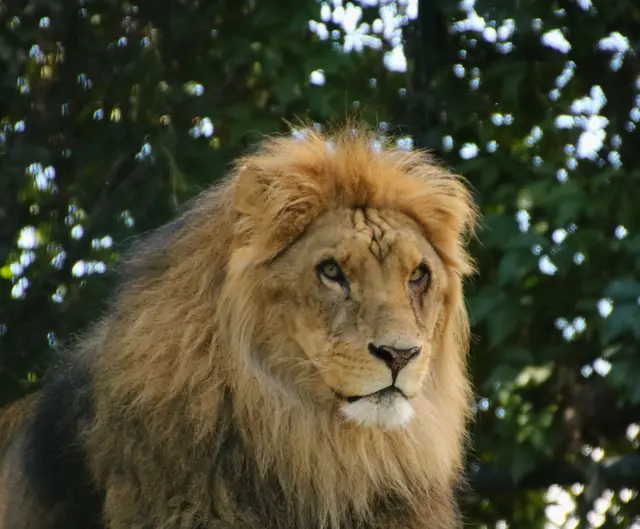 Leo übersiedelte von Frankreich nach Walding | Foto: Tiergarten Walding