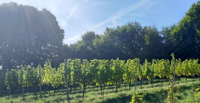 Schon im Mittelalter wurde in Maria Gugging auch auf Nordhängen Wein angebaut.  | Foto: Knoll
