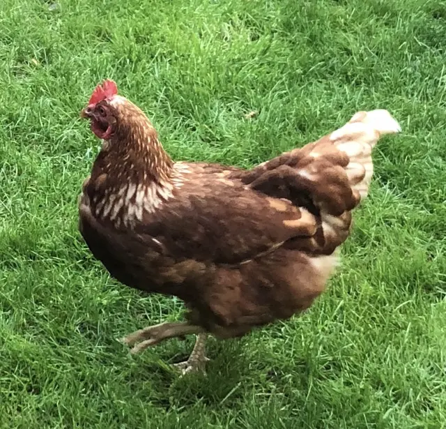 Eine heute 18-Jährige stand am Landesgericht vor dem Richter, weil er mit anderen unter anderem ein Huhn gestohlen und gequält hatte.  | Foto: MeinBezrik