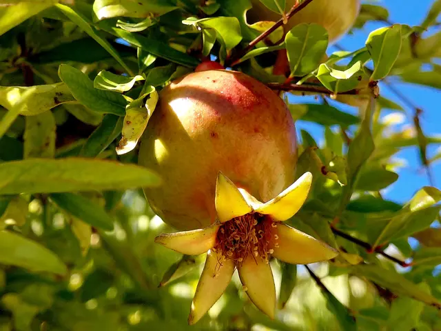 Mini Granatapfel  | Foto: H.Bachinger