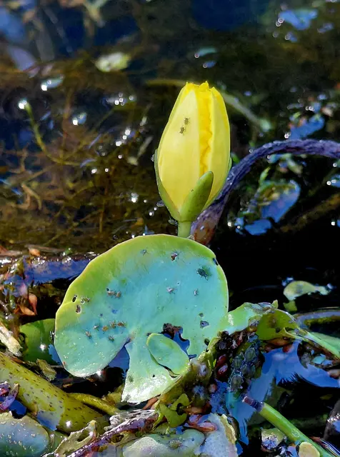 Seerose | Foto: H.Bachinger