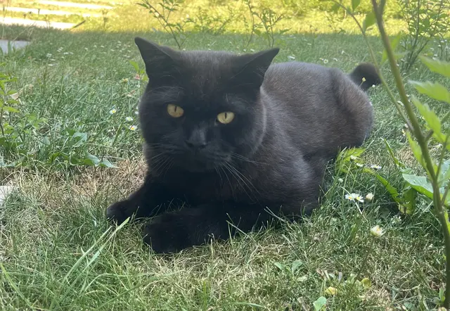 Der Britisch-Kurzhaar Kater „Tinti“ verschwand am 19. August | Foto: privat