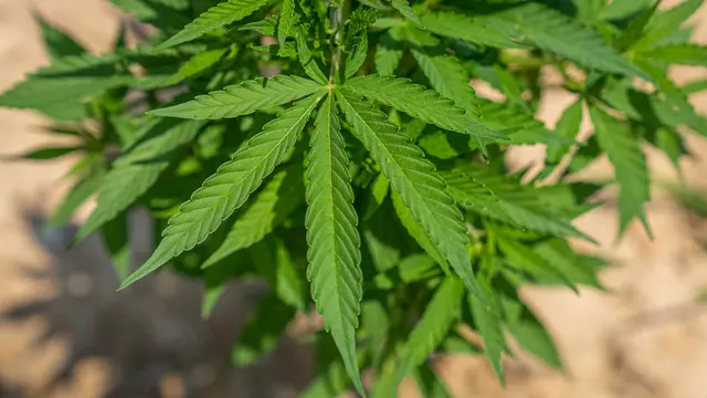 Polizei überraschte Mann bei Cannabisernte in Jenbach nach Hinweis. (Symbolbild) | Foto: pexels/Mark Stebnicki
