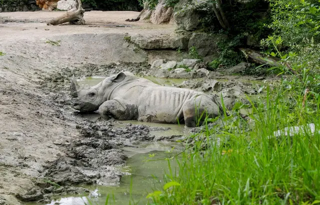 Anlässlich des Weltnashorntages lädt der Zoo Salzburg zu einem weiteren Spezial-Tag rund um Nashörner und Artenschutz ein.  | Foto: Zoo Salzburg