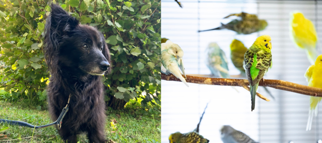 Wellensittiche und Hündin Diana suchen ein liebevolles Zuhause. | Foto: Tierschutzverein Tirol