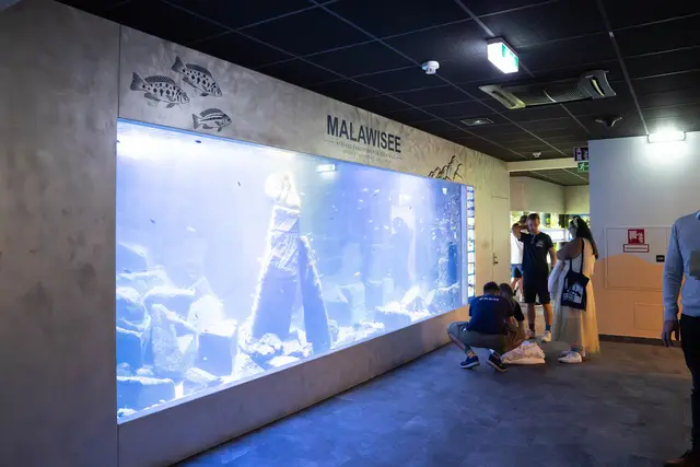Im Haus des Meeres in Mariahilf wurde am Mittwoch, 16. September, das neue Malawiseebecken eröffnet. | Foto: Sade Jerabek/MeinBezirk