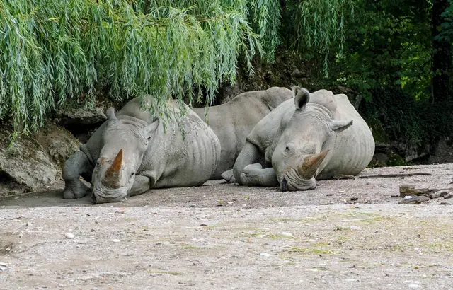 Anlässlich des Weltnashorntages lädt der Zoo Salzburg zu einem weiteren Spezial-Tag rund um Nashörner und Artenschutz ein.  | Foto: Zoo Salzburg