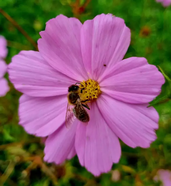 Biene sind immer noch fleißig  | Foto: Manuela Jeindl