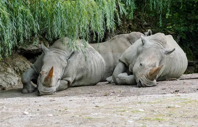 Anlässlich des Weltnashorntages lädt der Zoo Salzburg zu einem weiteren Spezial-Tag rund um Nashörner und Artenschutz ein.  | Foto: Zoo Salzburg