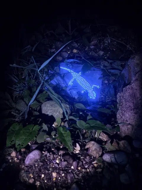 In der Nacht wurden so einige versteckte Farben und Muster sichtbar. | Foto: Naturpark Weißbach