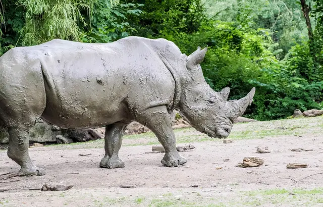 Anlässlich des Weltnashorntages lädt der Zoo Salzburg zu einem weiteren Spezial-Tag rund um Nashörner und Artenschutz ein.  | Foto: Zoo Salzburg