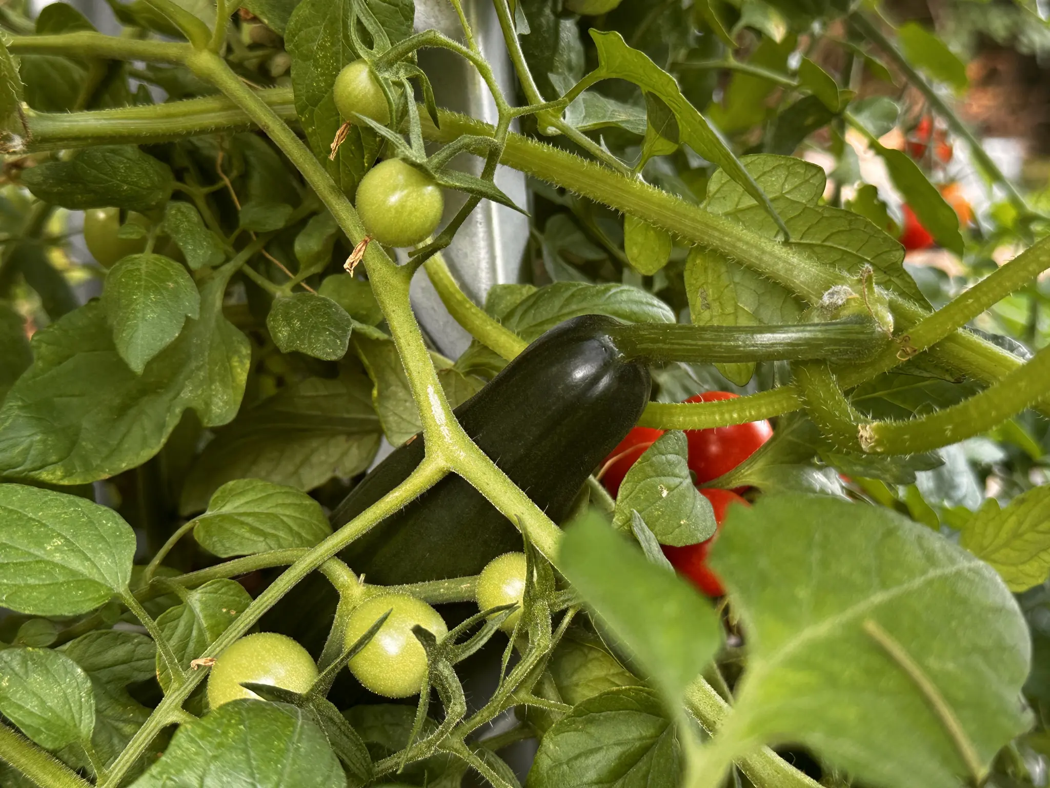 Wels experts give tips: There's still plenty to do in the vegetable ...