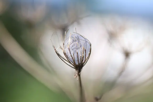 ...aber jetzt langsam kommt eine kleine Spinne im winzigen Netz. Genau schauen, dann sieht man sie.