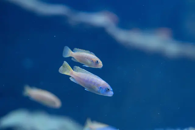 
In dem 40.000-Liter-Becken schwimmen die Fische des Malawisees. | Foto: Sade Jerabek/MeinBezirk