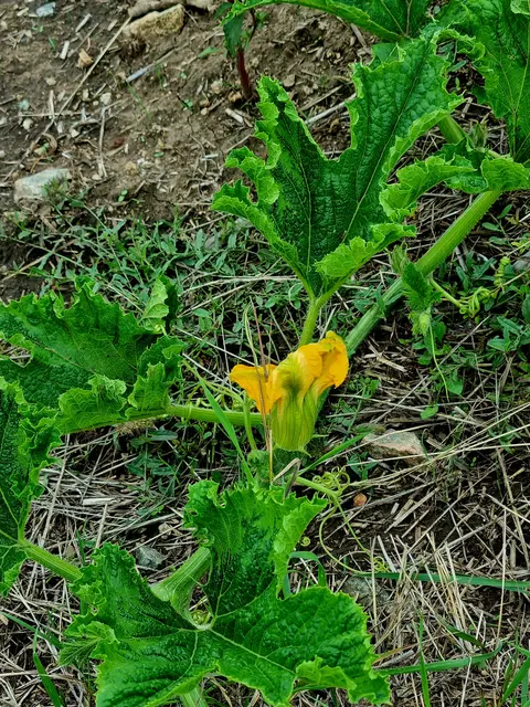 Welch ein Wunder, eine Kürbisblüte und grüne Blätter.  | Foto: Manuela Jeindl