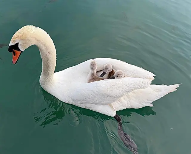 Die Schwanen-Mama mit ihrem Nachwuchs entzückte die Besucher in der Westbucht des Wörthersees. | Foto: Wolfgang Winkler