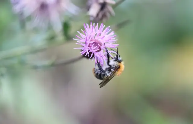 ...winzige Ackerhummel.