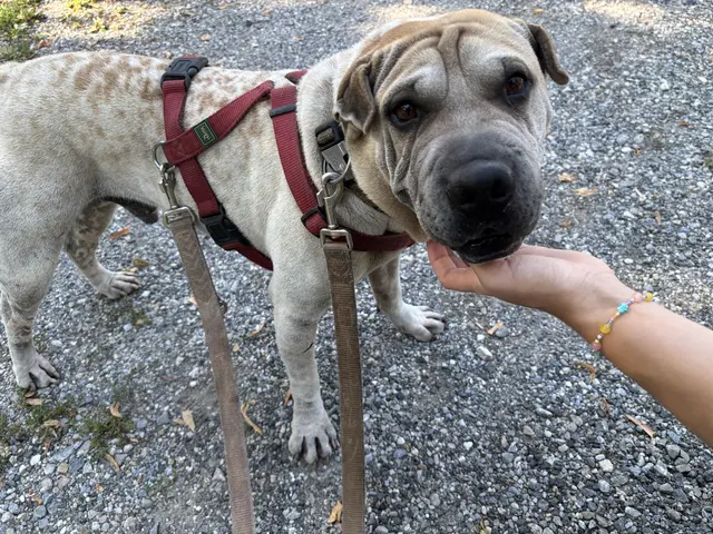Shar-Pei-Rüde Cupido hat nach seiner Rettung bereits viel Vertrauen aufgebaut und wartet nun auf ein liebevolles Zuhause. | Foto: MeinBezirk/Kerec, Hörack