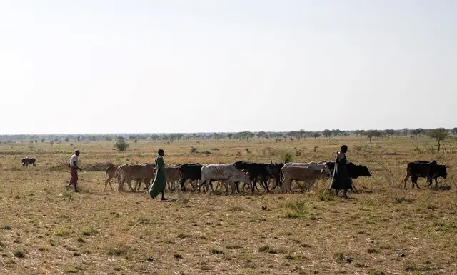 Die Bauern in der Karamojo Region waren verzweifelt auf der Suche nach Wasser für ihr Vieh. | Foto: Traxler